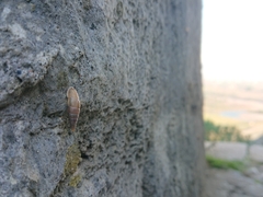 Montenegrina subcristata