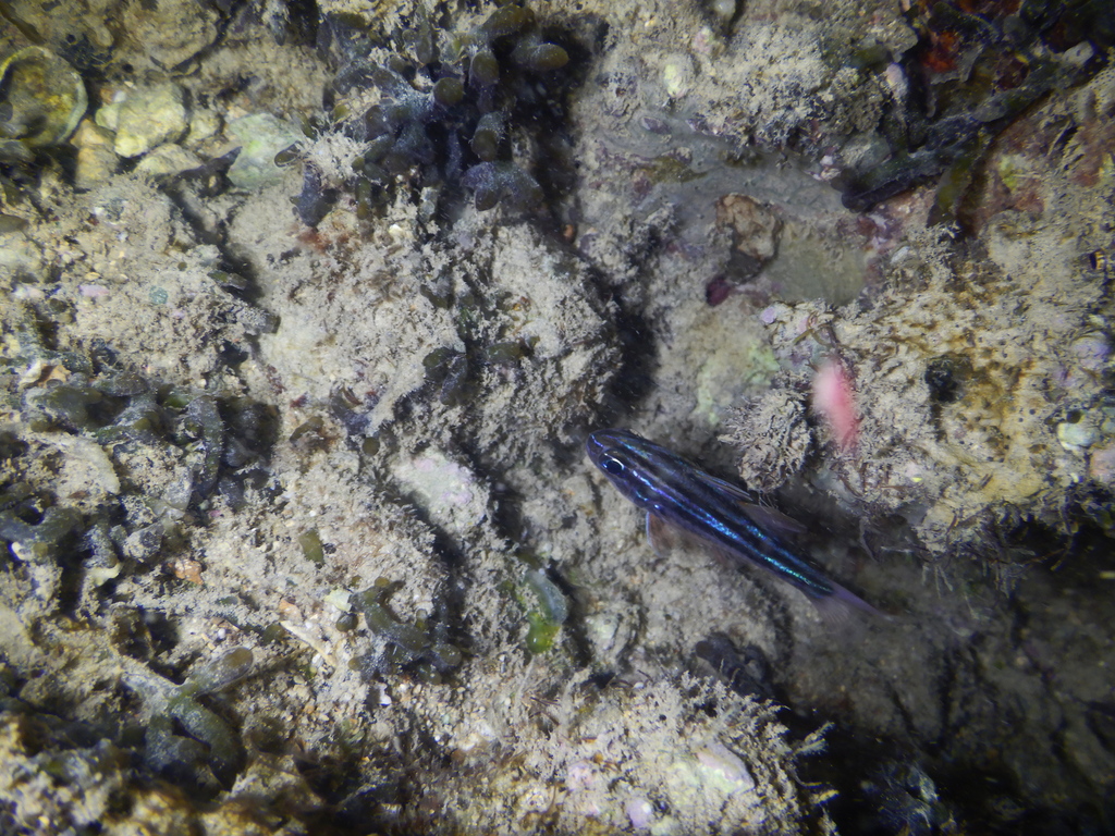 Cook's Cardinalfish