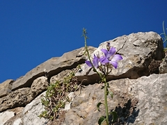 Campanula versicolor