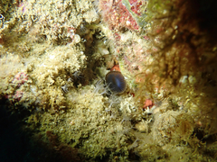 Myxicola