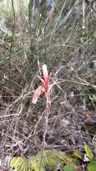 Aloe parvula image