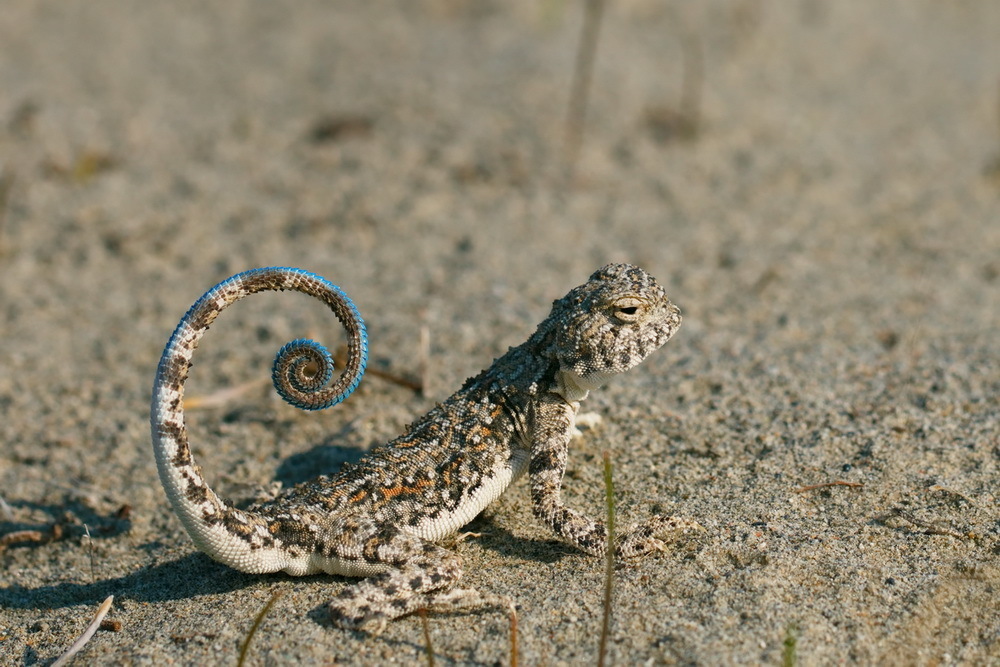 Strauch's Toad Agama