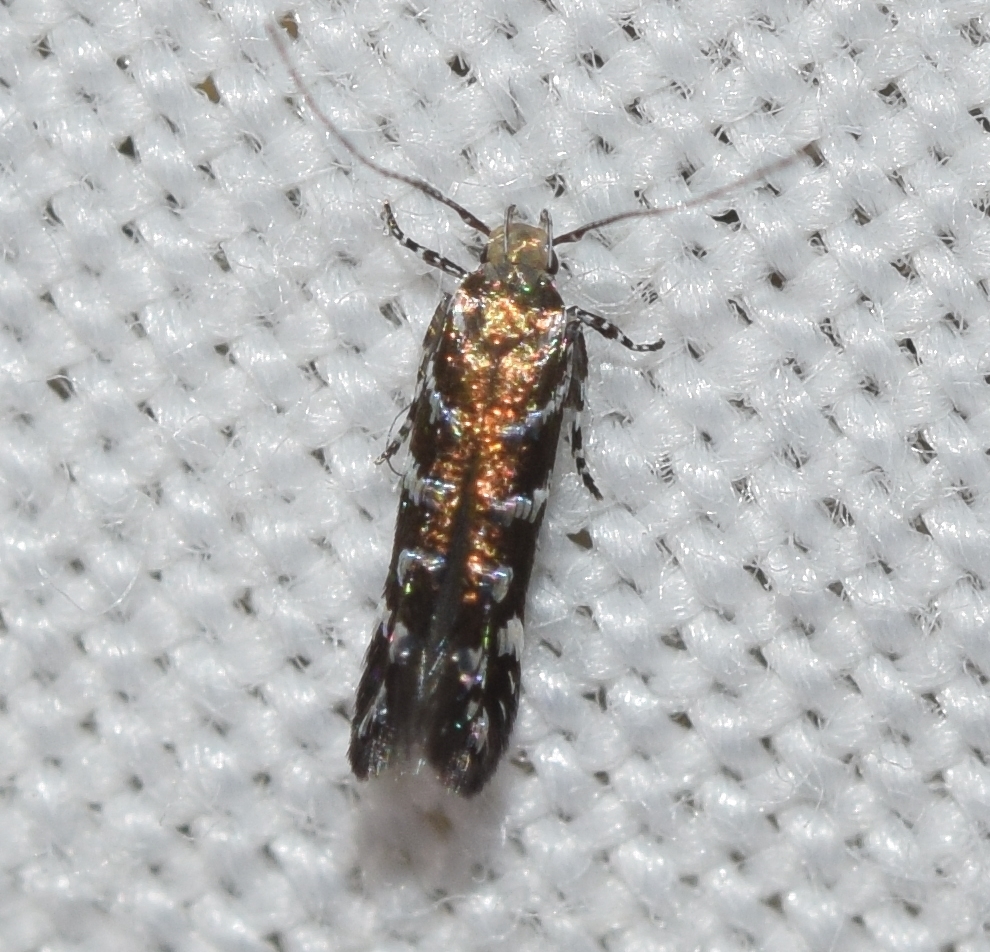 Vulcaniella rosmarinella