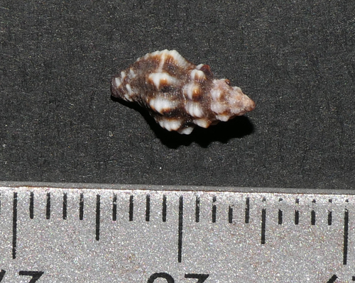 Murex bicolor, 2023-04-22