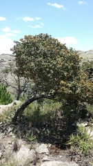 Asteropeia densiflora image