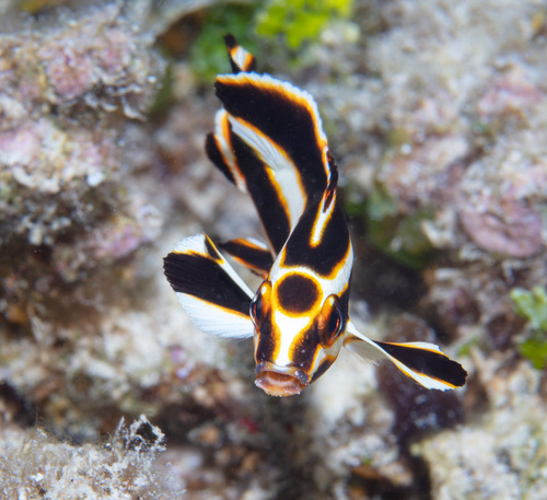 Lesson's sweetlips (Plectorhinchus lessonii) — Haemulidae — 3
