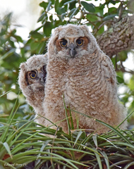 Bubo virginianus virginianus