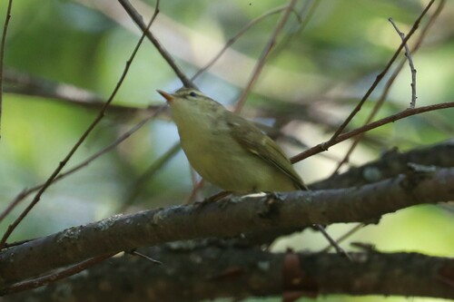 Mosquitero verdoso (Phylloscopus trochiloides)