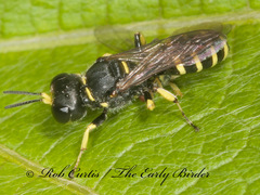 Ectemnius lapidarius