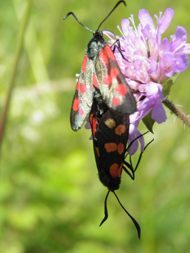 Vingiorykštinis Marguolis