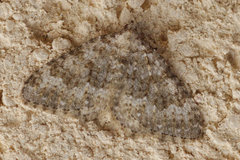 Coenotephria ablutaria