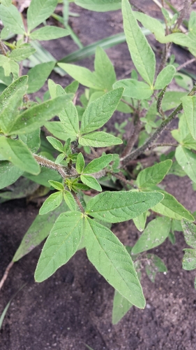 Sieruela dumosa image