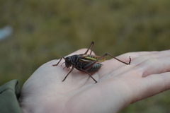 Gampsocleis sedakovii