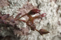 Graptopetalum pachyphyllum