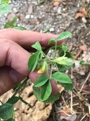Crotalaria incana