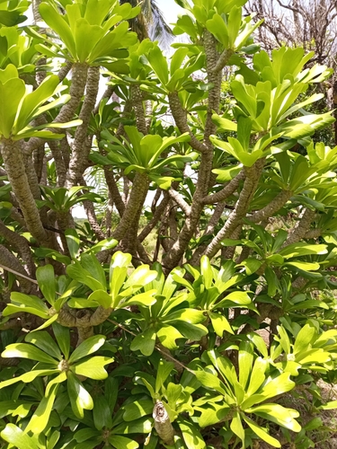 Euphorbia poissonii