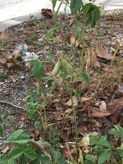 Crotalaria incana