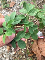 Crotalaria incana