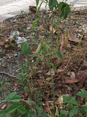 Crotalaria incana