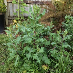 Lactuca virosa