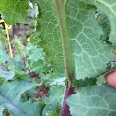 Lactuca virosa
