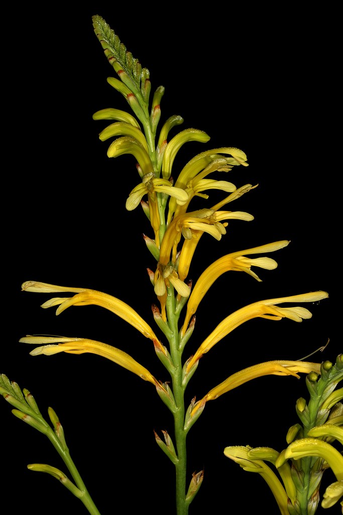Chasmanthe floribunda (Madeira Plants Liliopsida without Poales ...