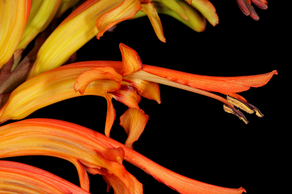 Chasmanthe floribunda (Madeira Plants Liliopsida without Poales ...