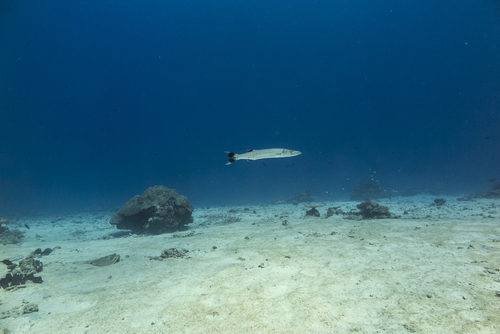 Great Barracuda
