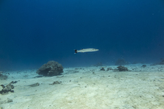 Great Barracuda