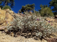 Salvia pachyphylla