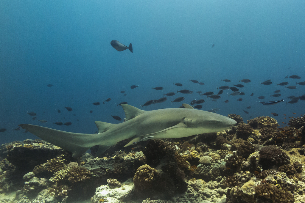 Tawny nurse shark swimming over coral with reef fish