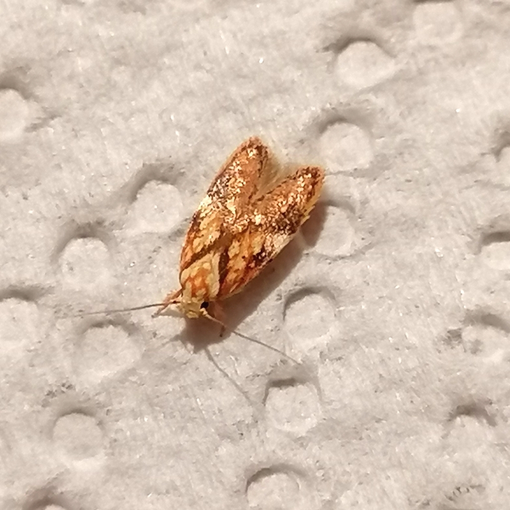 Oecophorinae