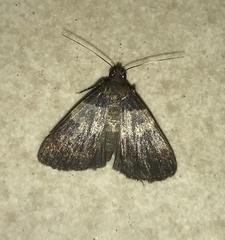 Hydrillodes nilgirialis