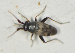 Spanagonicus albofasciatus