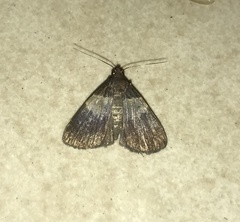 Hydrillodes nilgirialis