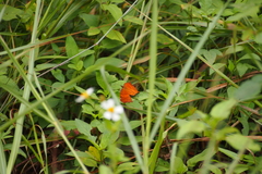 Ariadne ariadne alterna