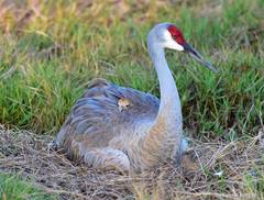 Sandhill Crane photo 6