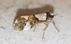 Philenora elegans