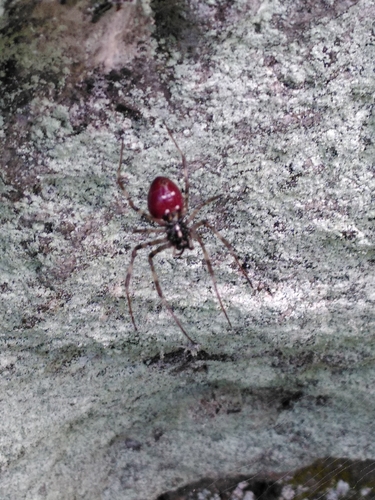 Réunion Hermit Spider