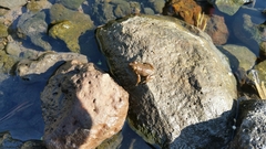 Pelophylax bedriagae