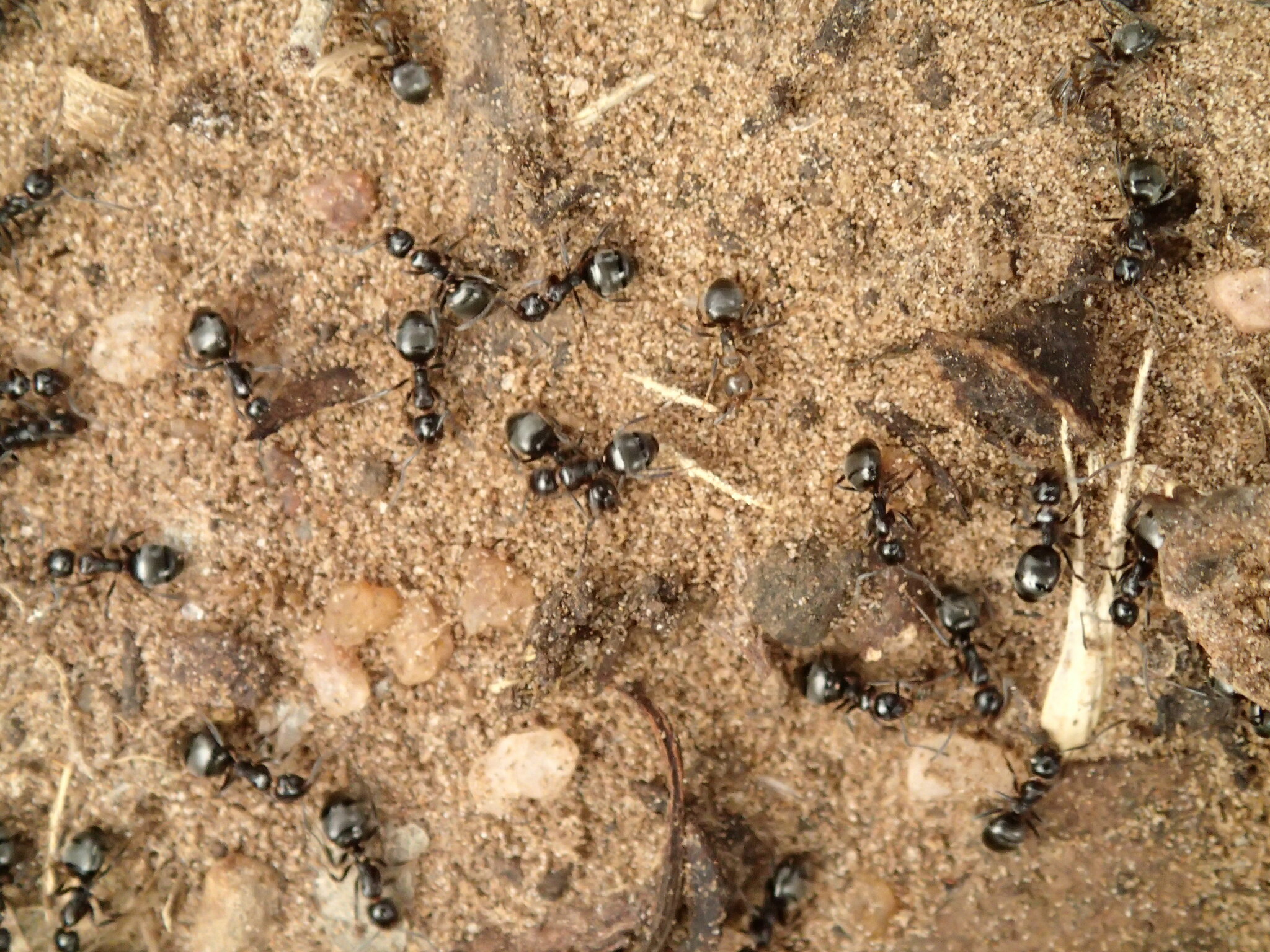 Dolichoderus goudiei