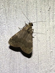 Hydrillodes nilgirialis