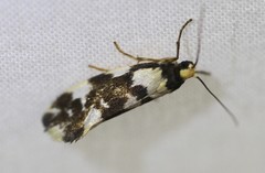 Lactura cristata