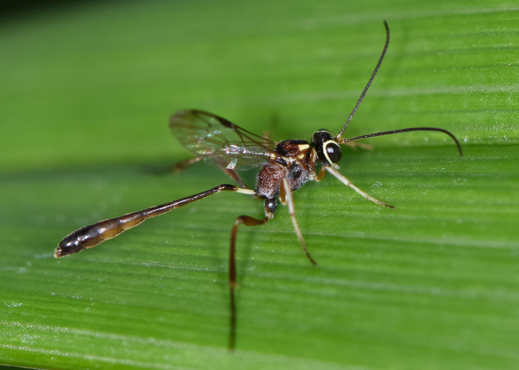Anomaloninae