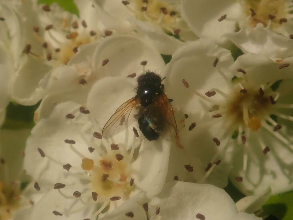 Chaetolonchaea from Berliner Innenstadt, Berlin, Germany on May 17