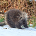 North American Porcupine - Photo (c) vtjohn, some rights reserved (CC BY-NC)
