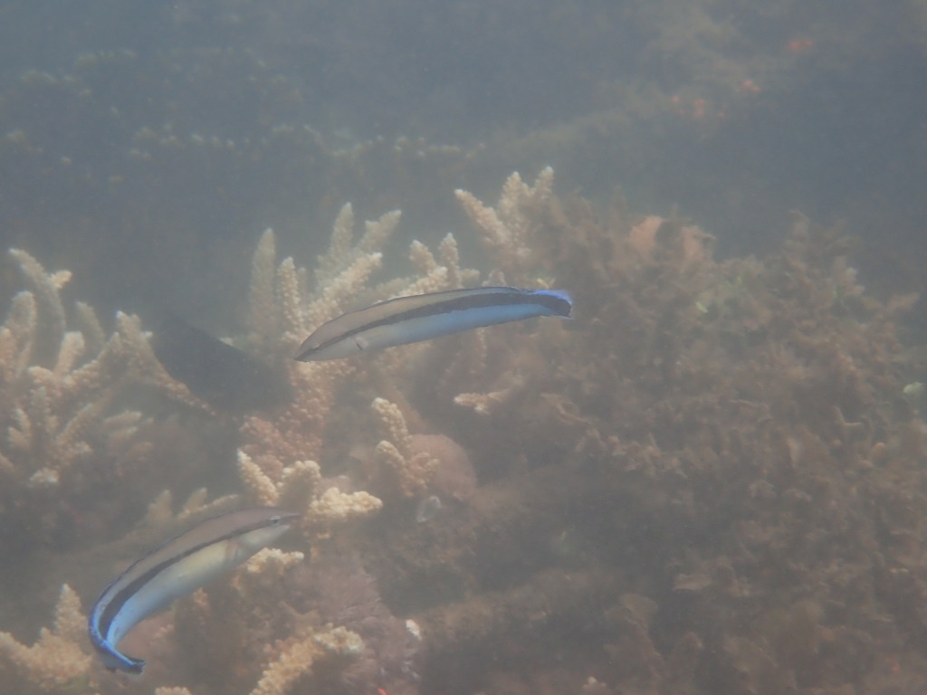 Mimic blenny