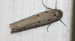 Ethmia heptasema