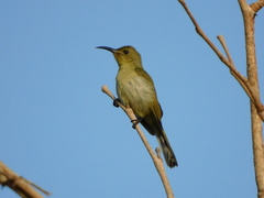 Olive Sunbird photo 4