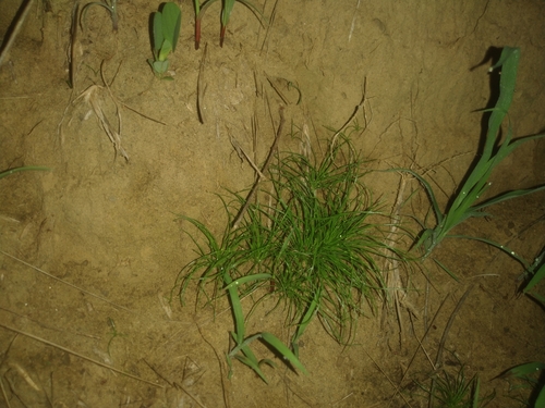Image of Bulbostylis barbata by (c) chiuluan, some rights reserved (CC BY)
